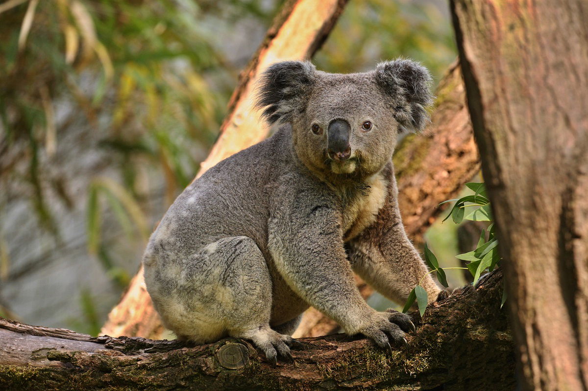 Koala bear in Australia
