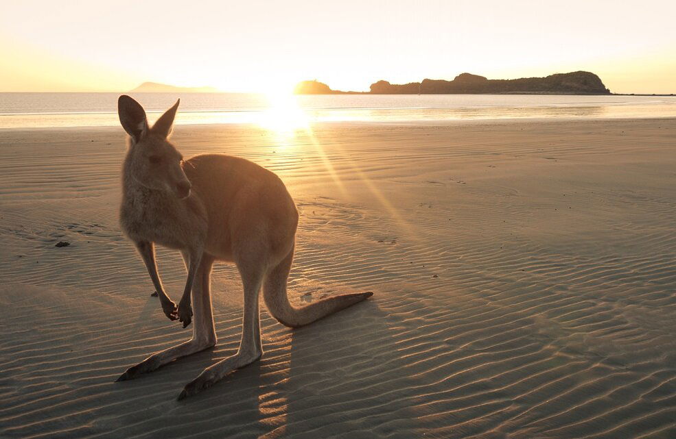 Kangaroo standing on a beach in Australia