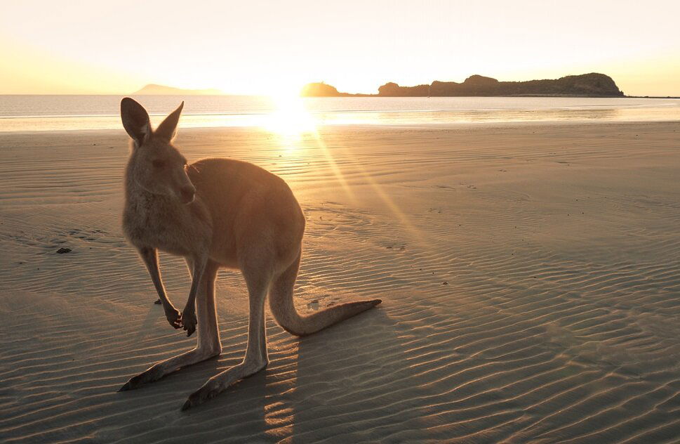 Känguru am Strand in Australien