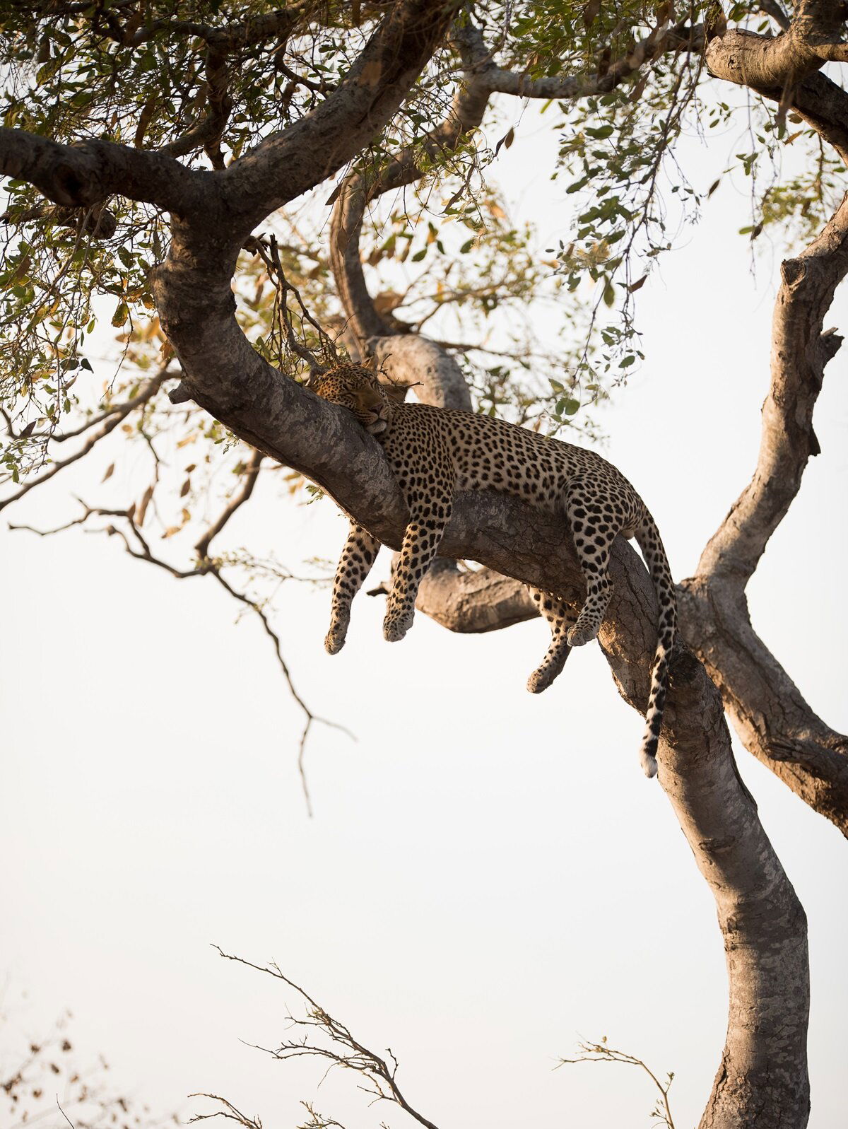 Leopard in a tree