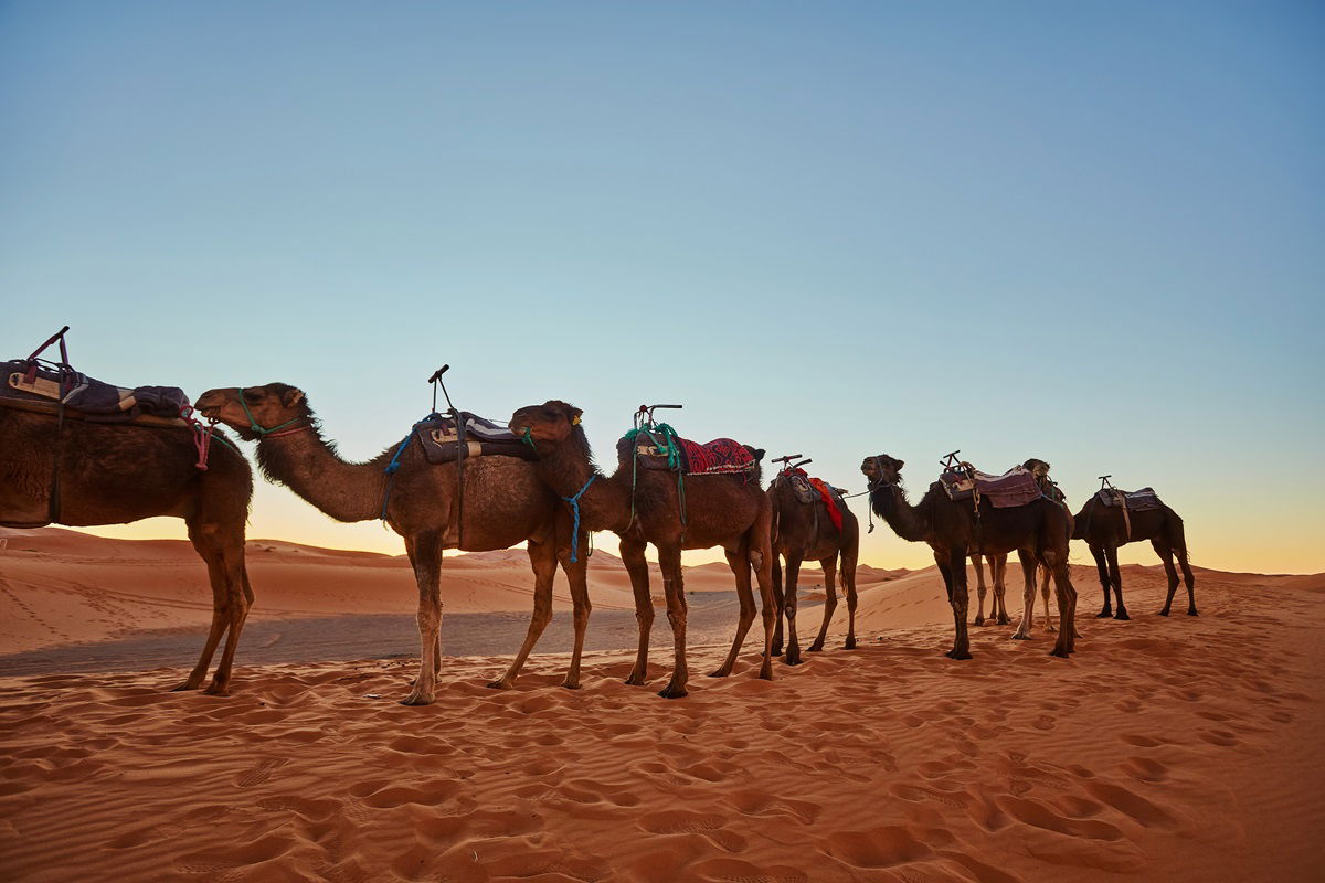 Camels in desert Camels in the desert of Dubai
