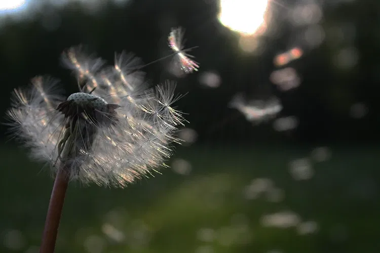 Dandelion