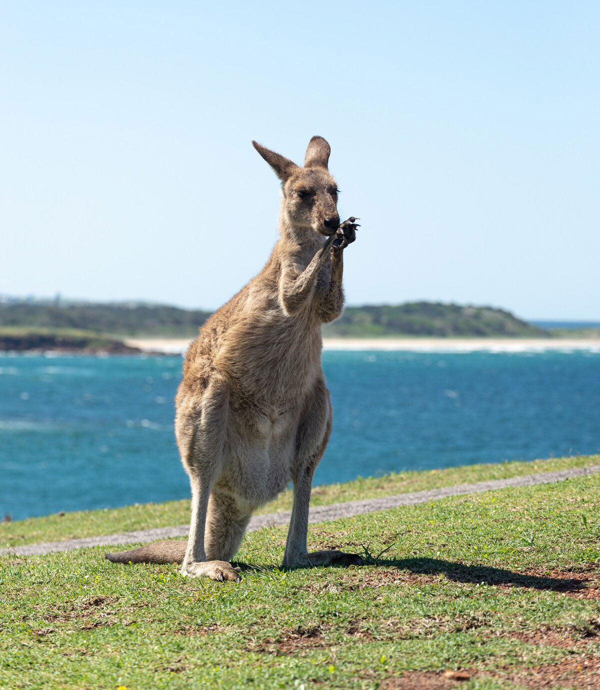 Kangaroo Australia