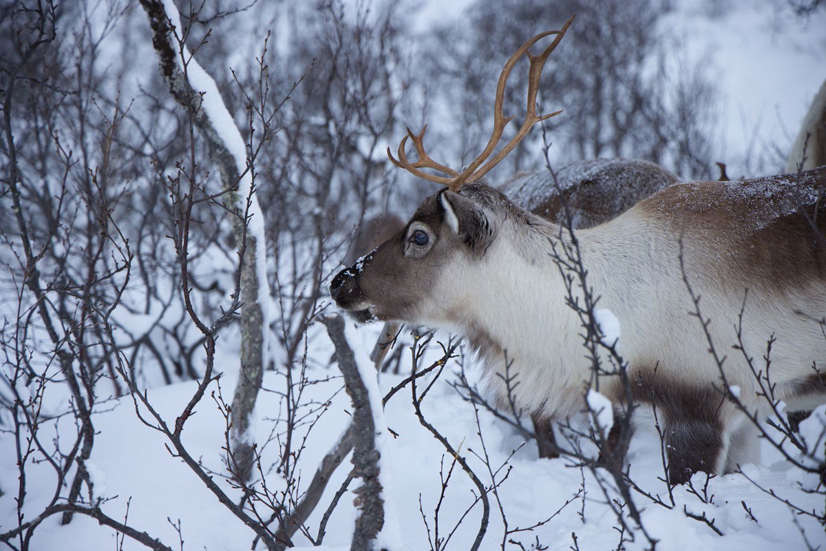 Reindeer in Norway