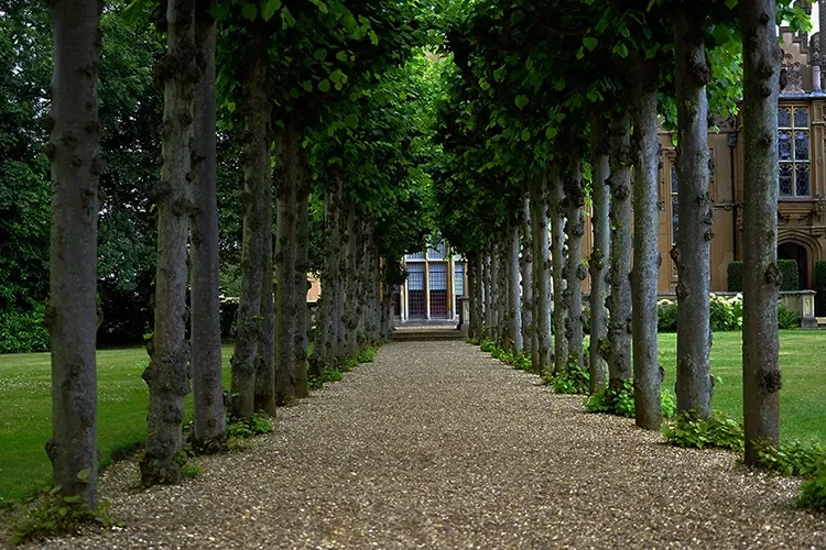 An alley with trees