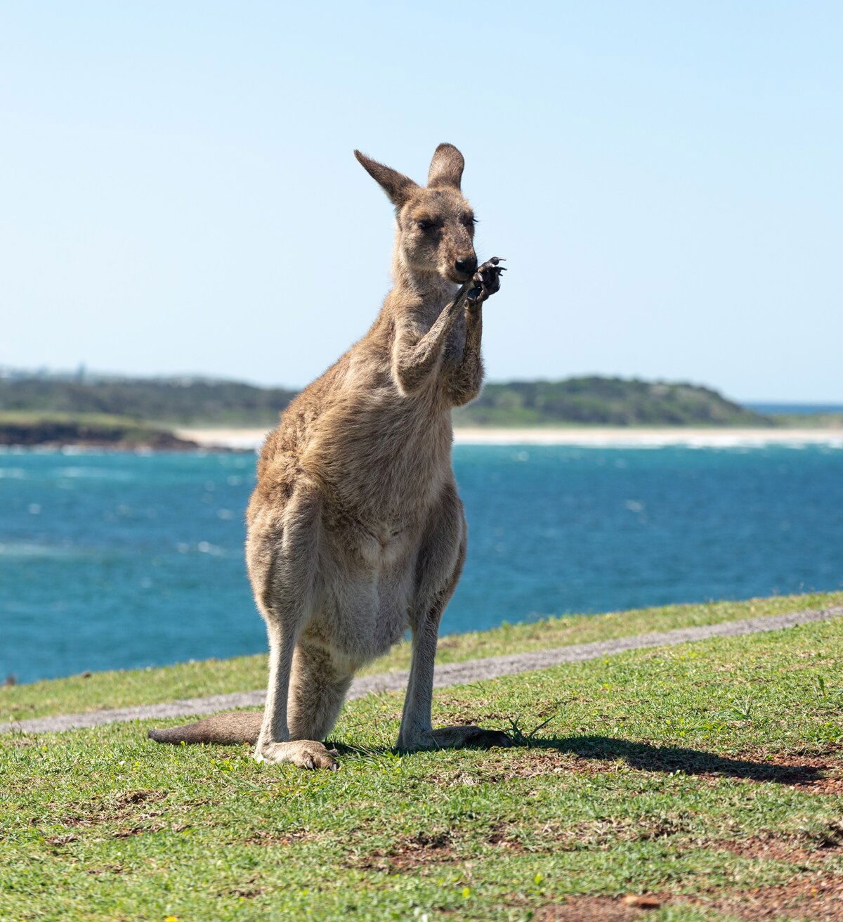 Kangaroo Australia