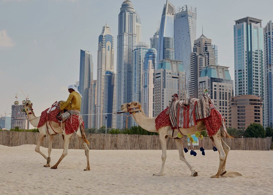 Kamele vor der Skyline von Dubai